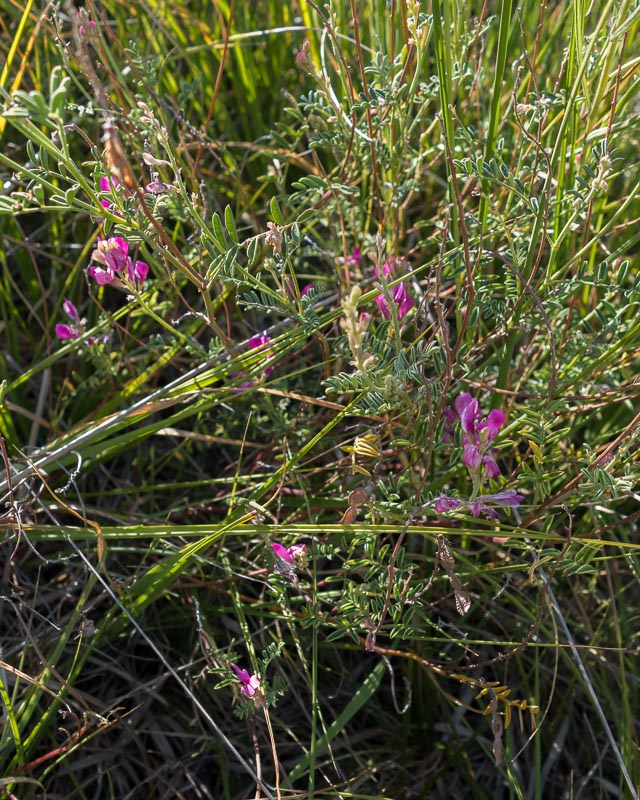 Hedysarum confertum / Sulla minore